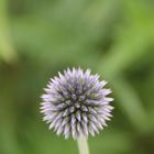 Blaue Kugeldistel (Echinops ritro)