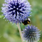 Blaue Kugeldistel mit Besuch