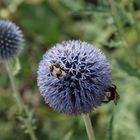 Blaue Kugeldistel mit Besuchern