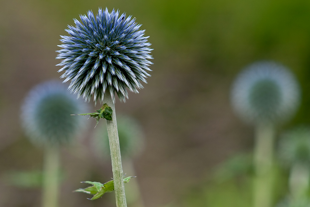 Blaue Kugeldisteln