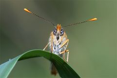 Blaue Kulleraugen