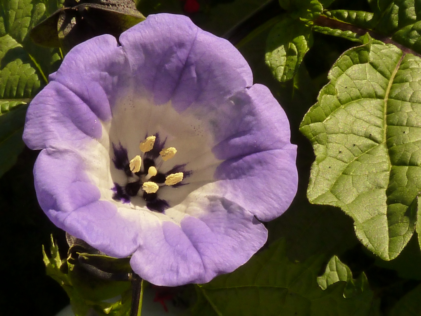 Blaue Lampionblume