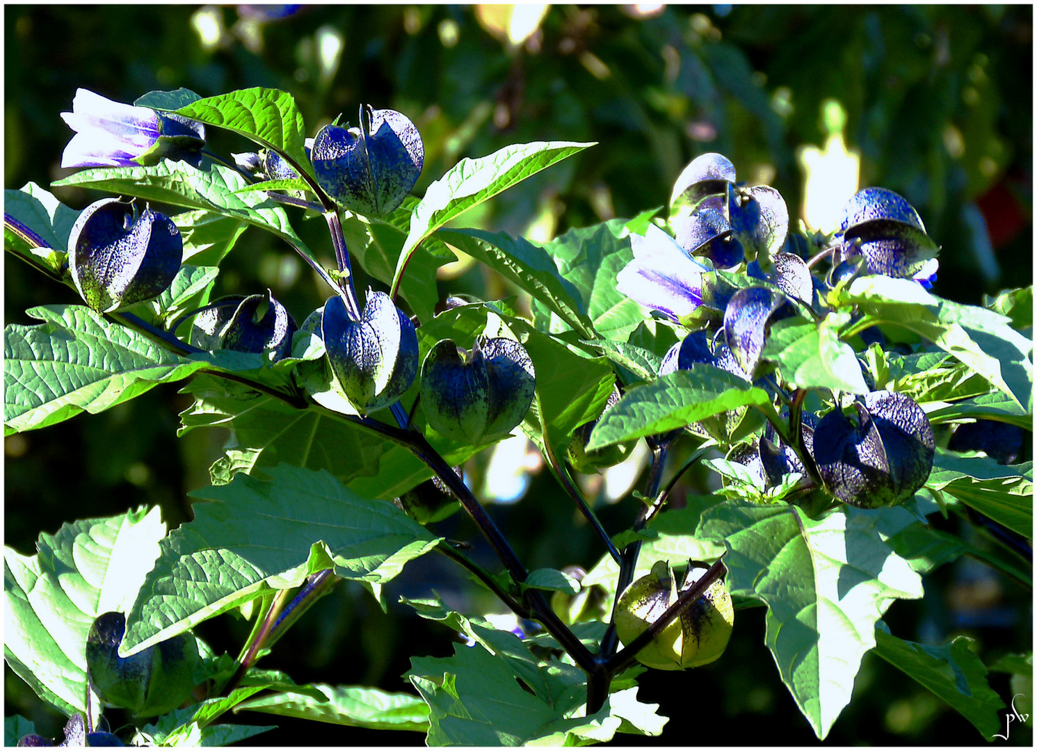Blaue Lampionblume Giftbeere (Nicandra physloides) Foto & Bild pflanzen, pilze & flechten