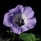 Blaue Lampionblume (Nicandra physaloides)