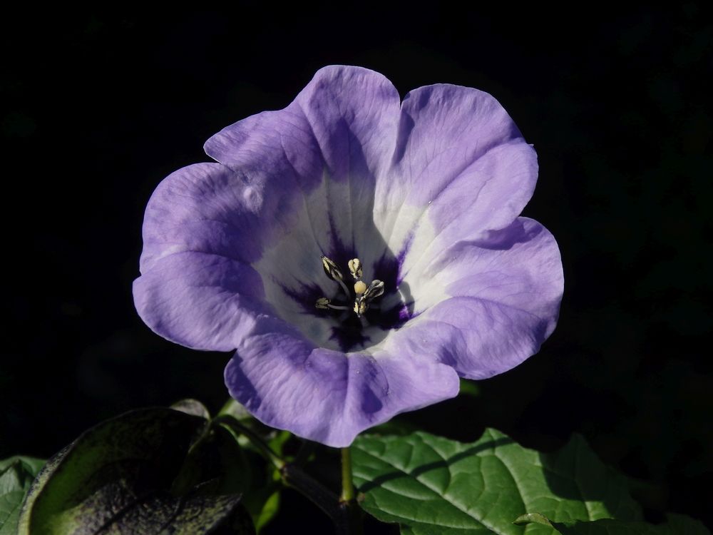 Blaue Lampionblume (Nicandra physaloides)