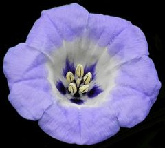 Blaue Lampionblume oder Giftbeere