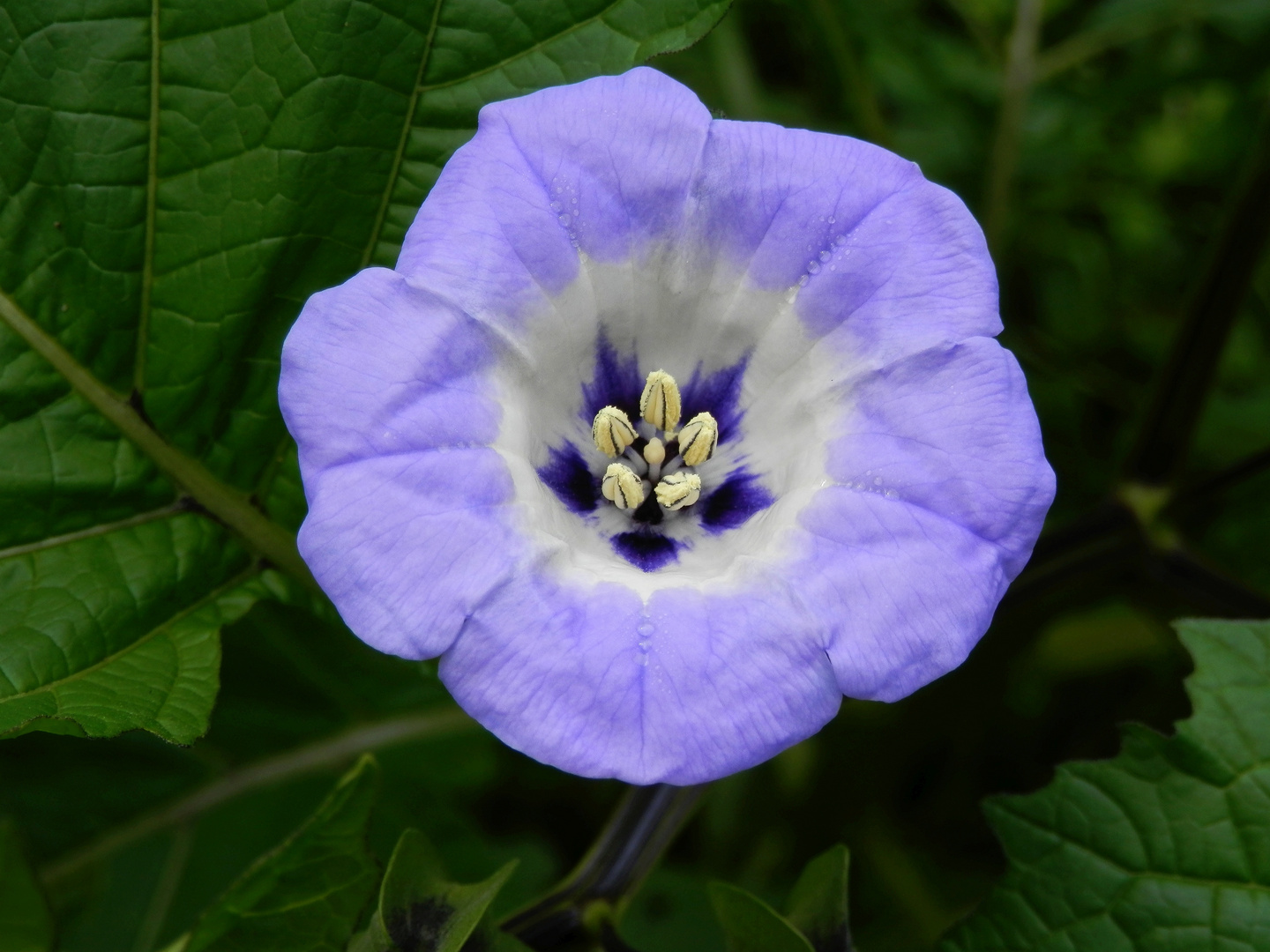 Blaue Lampionblume oder Giftbeere
