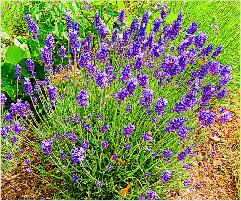 Blaue Lavendelblüten