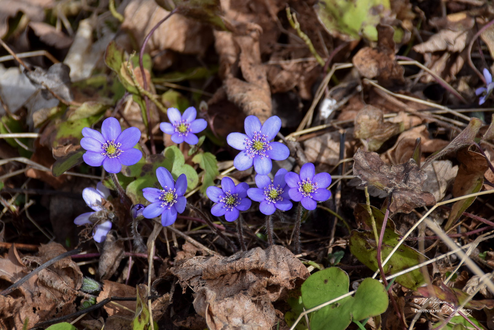 Blaue Leberblümchen