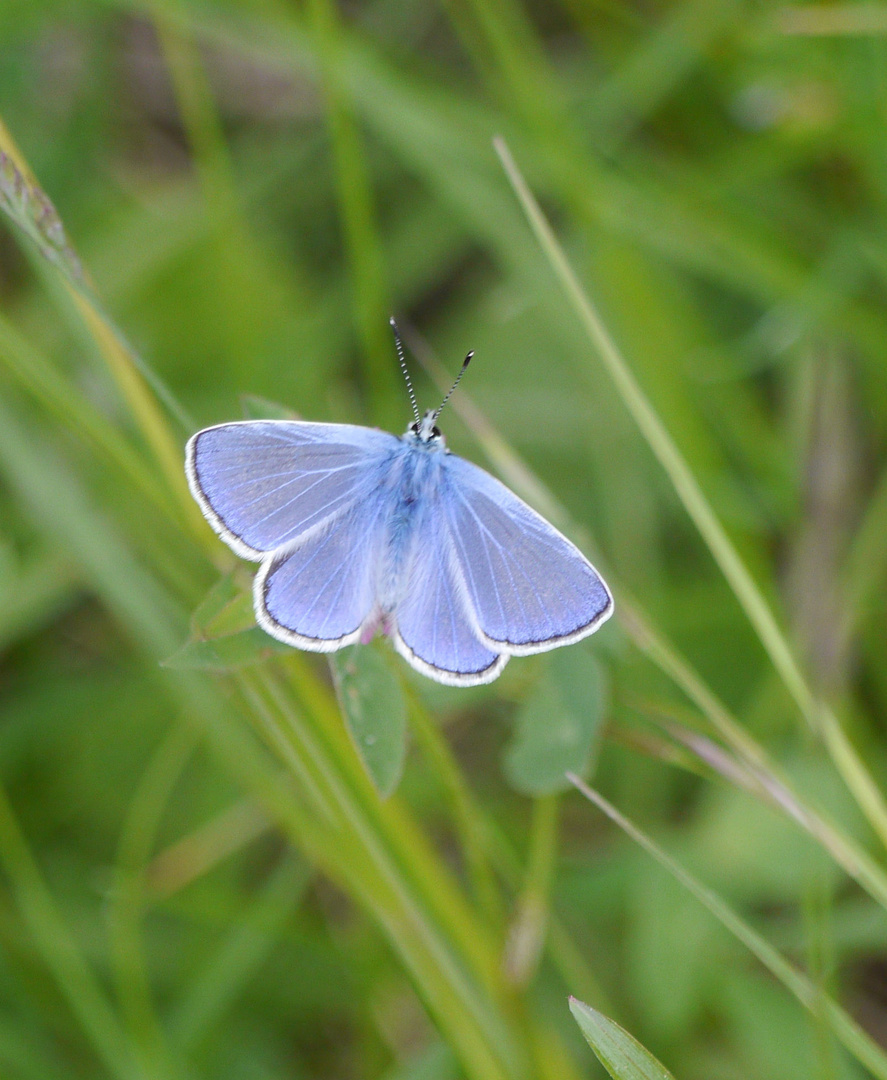 Blaue Leichtigkeit