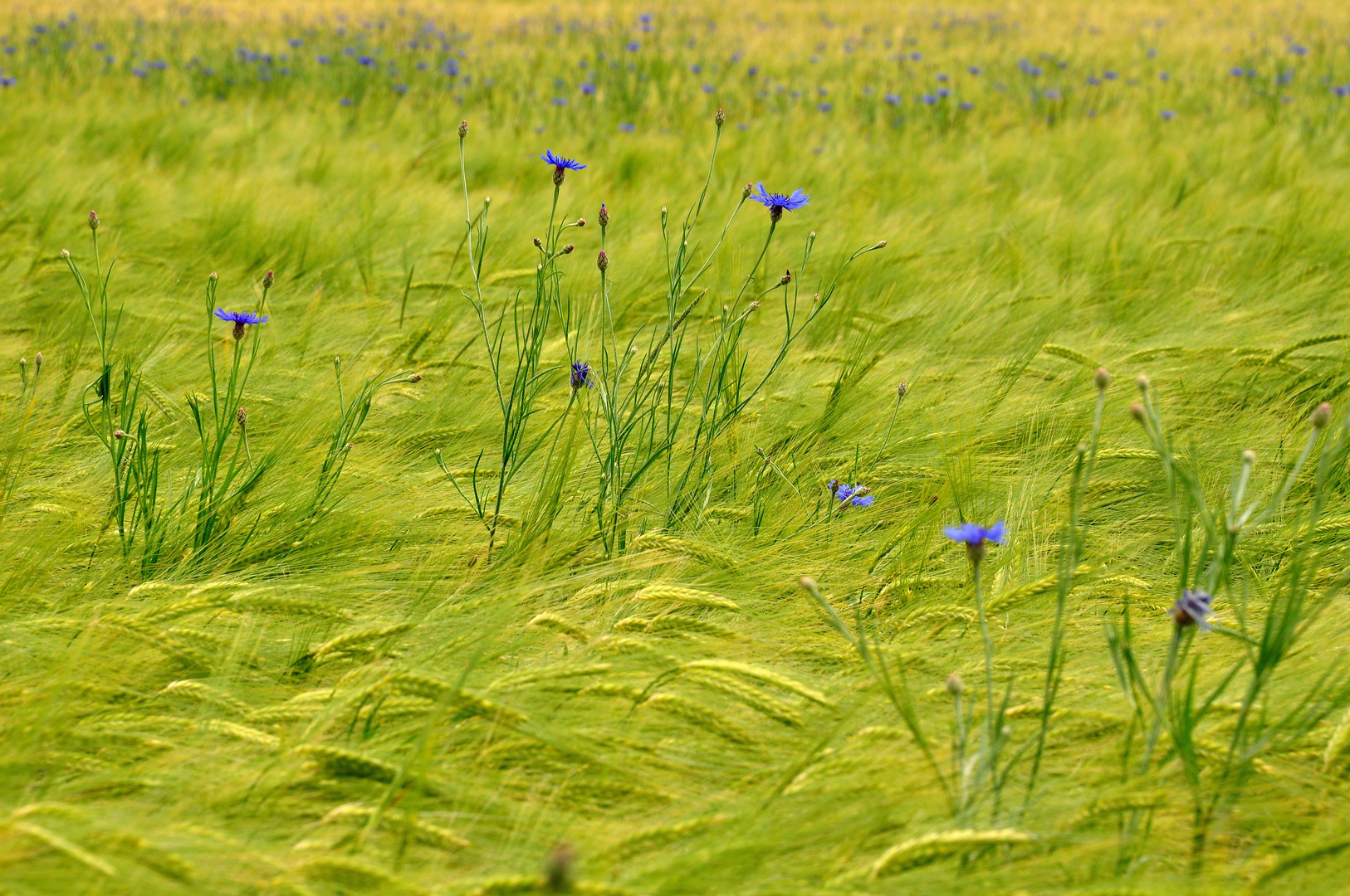 Blaue Leuchttürme in einem grün-gelben Meer