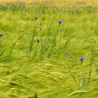 Blaue Leuchttürme in einem grün-gelben Meer