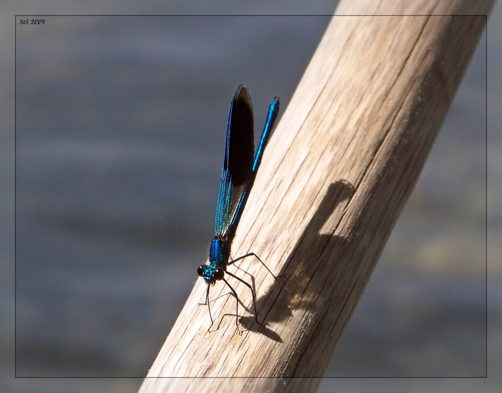 blaue libelle