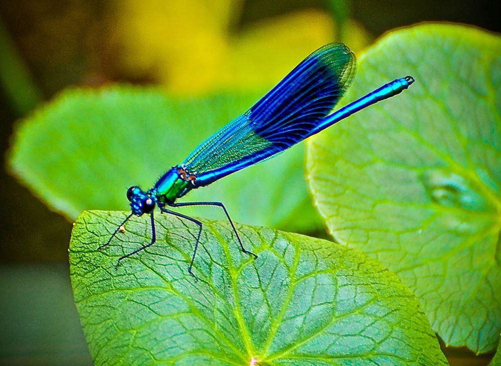 Blaue Libelle