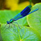 Blaue Libelle