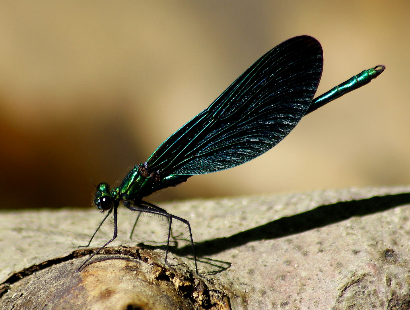 Blaue Libelle