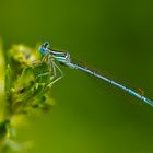 Blaue Libelle