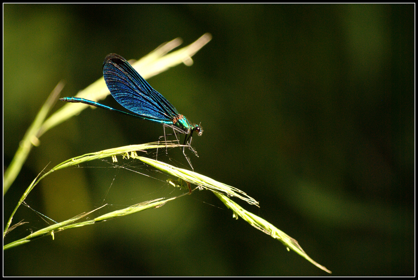 blaue Libelle Foto & Bild tiere, wildlife, insekten Bilder auf