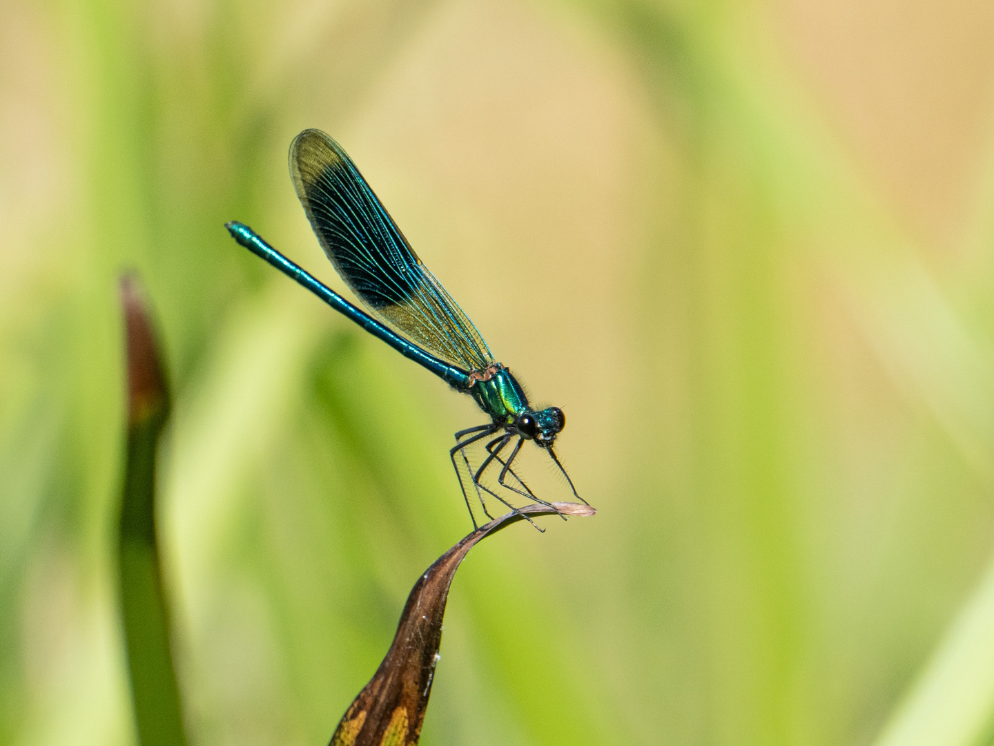 Blaue Libelle