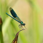 Blaue Libelle