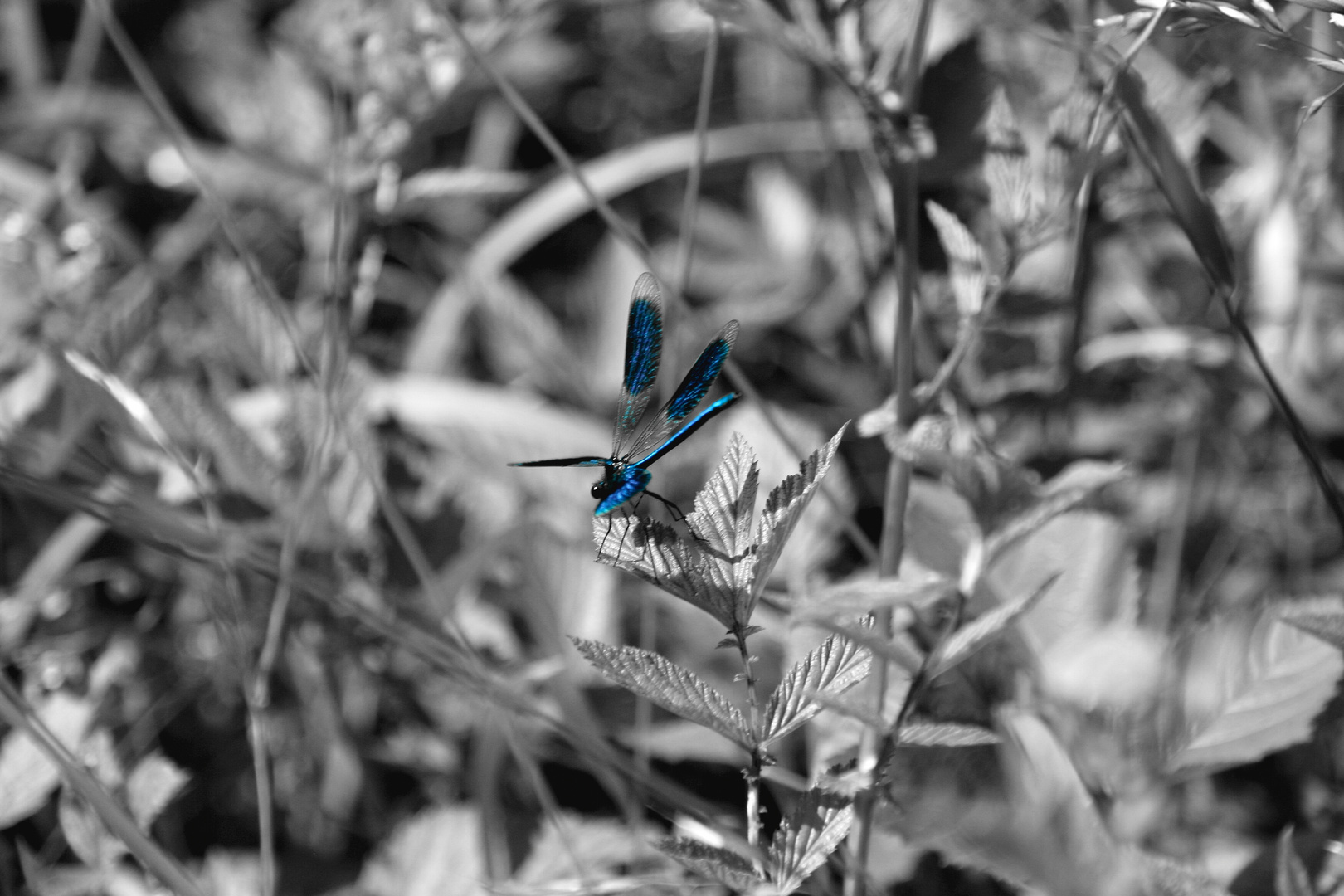 blaue Libelle (1)