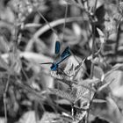 blaue Libelle (1)