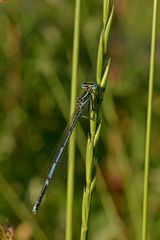 Blaue Libelle