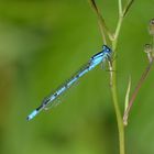 Blaue Libelle