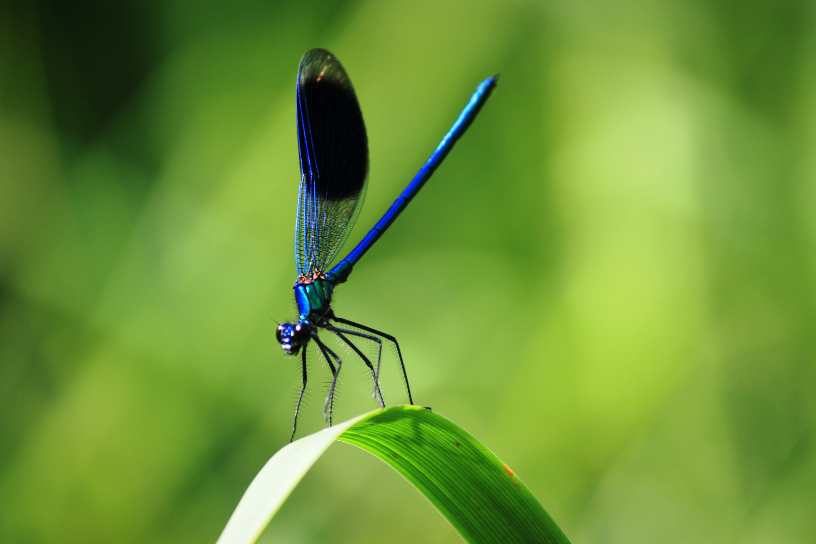 Blaue Libelle