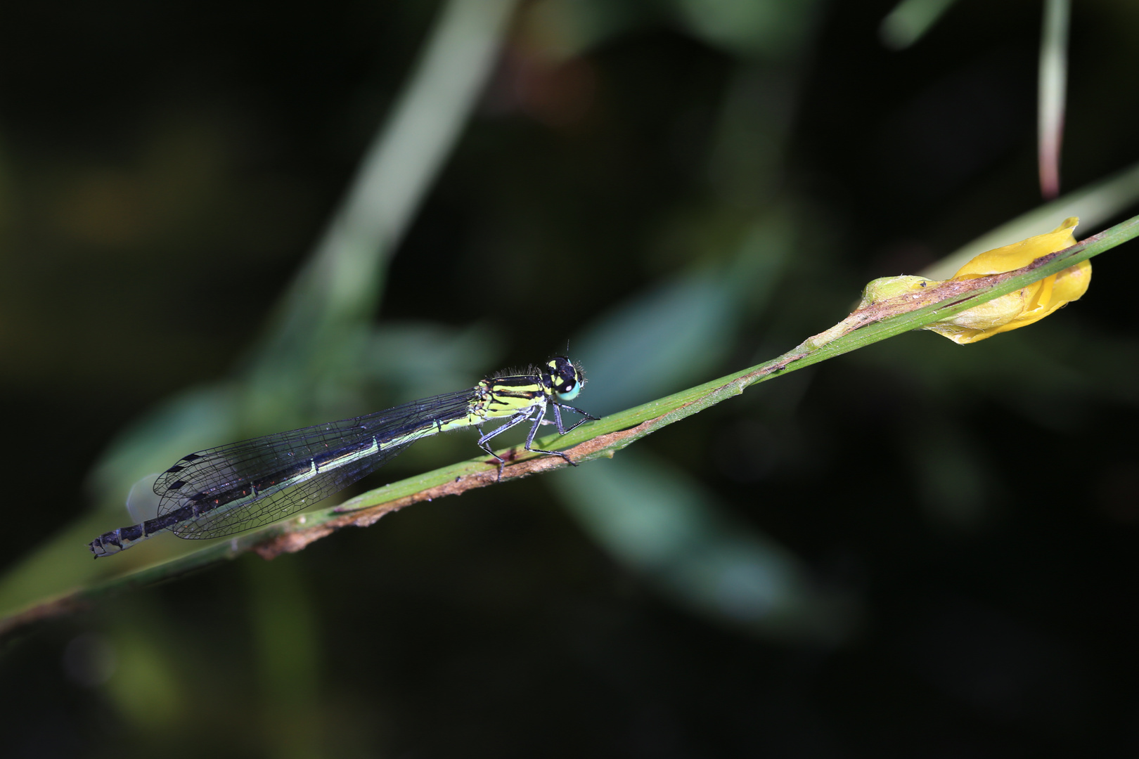 Blaue Libelle