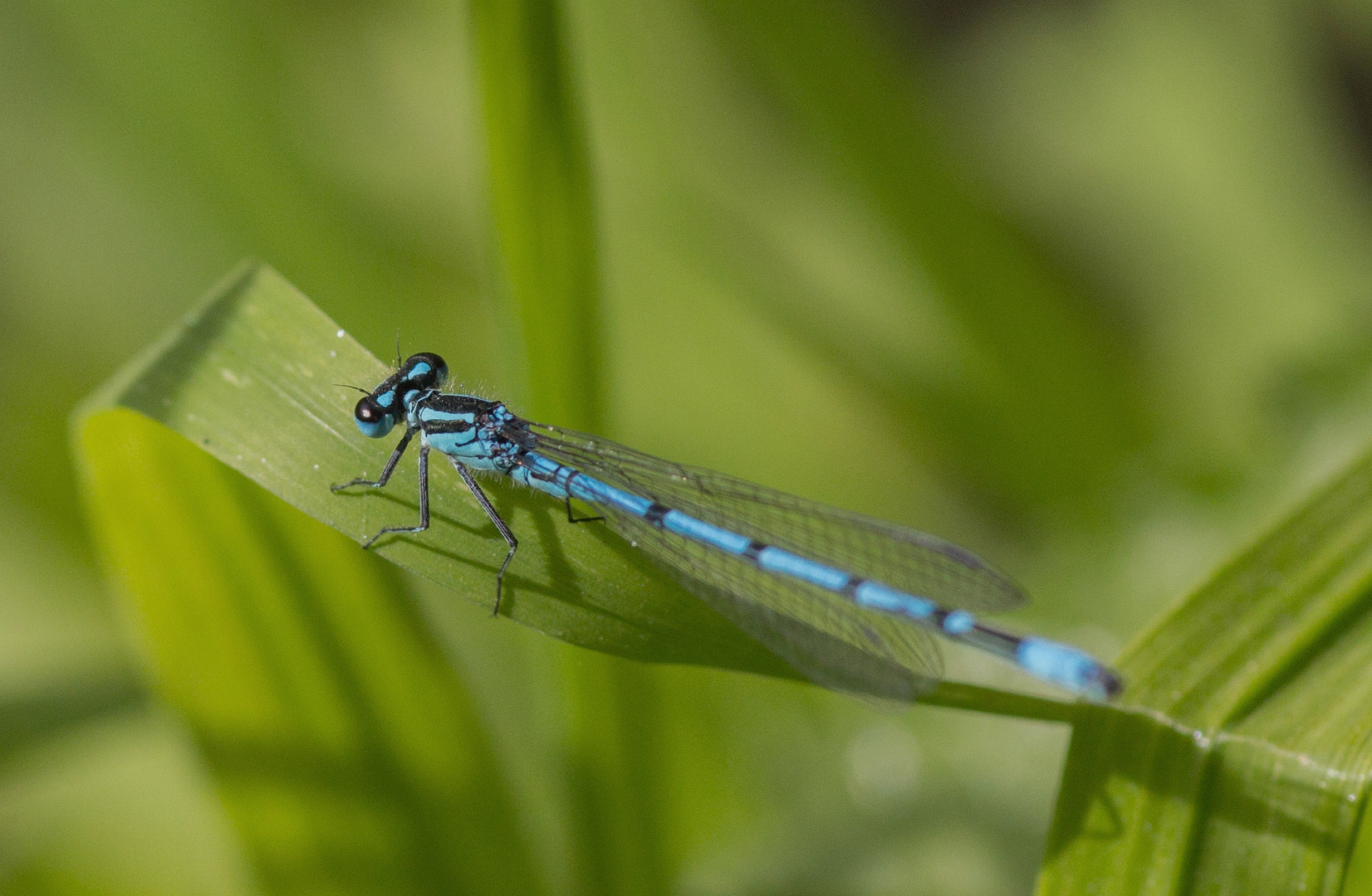 Blaue Libelle