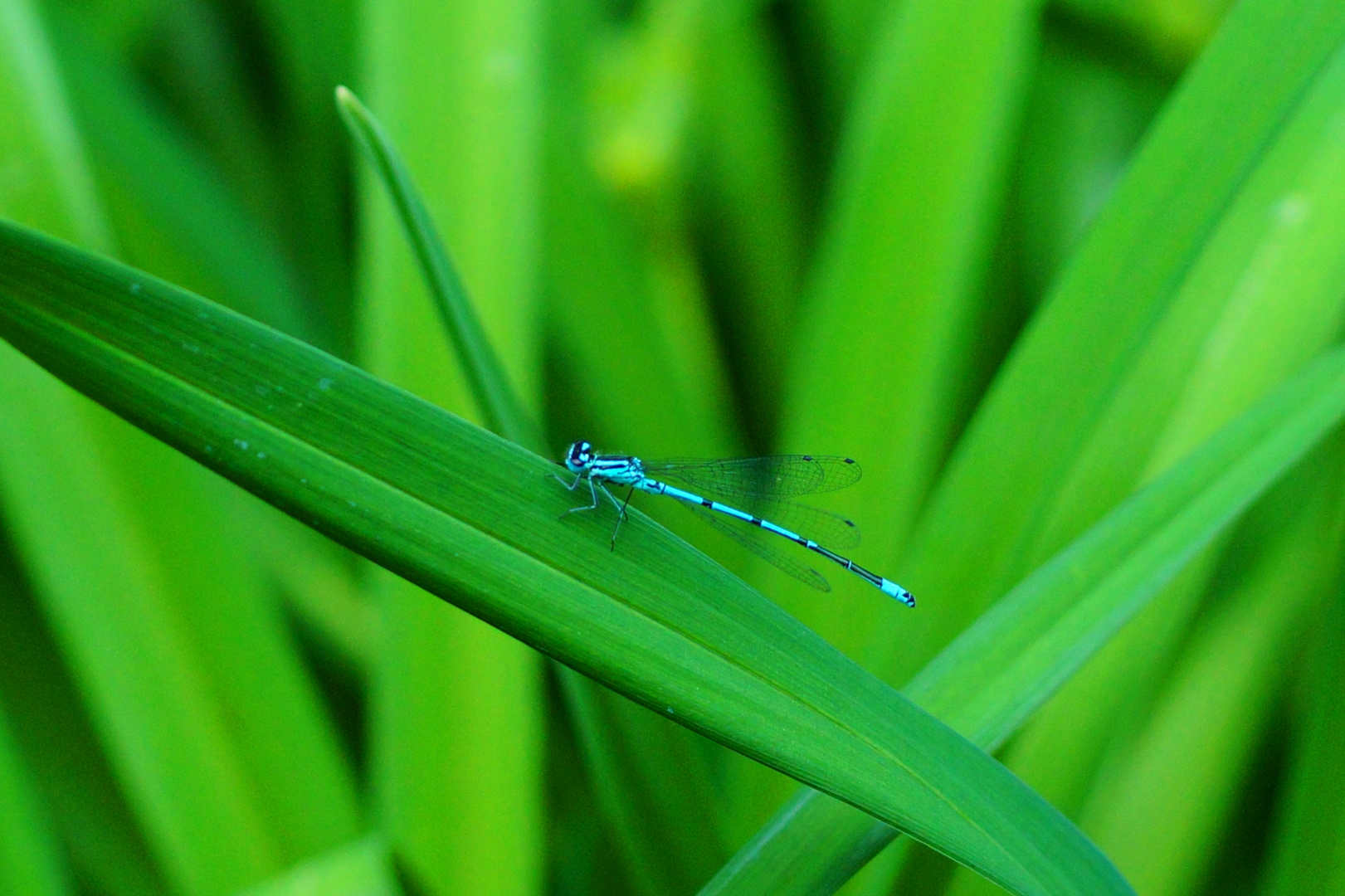 Blaue Libelle