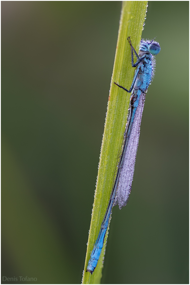 blaue Libelle