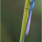 blaue Libelle