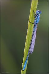 blaue Libelle