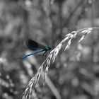 blaue Libelle (2)