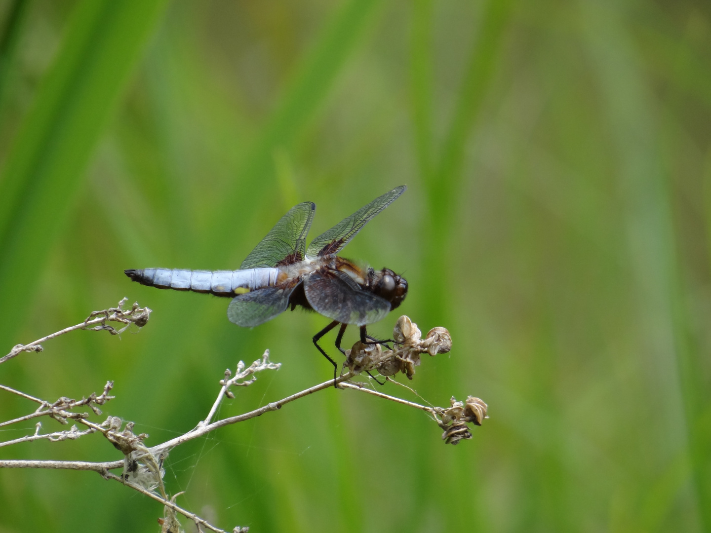 blaue Libelle