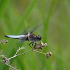 blaue Libelle