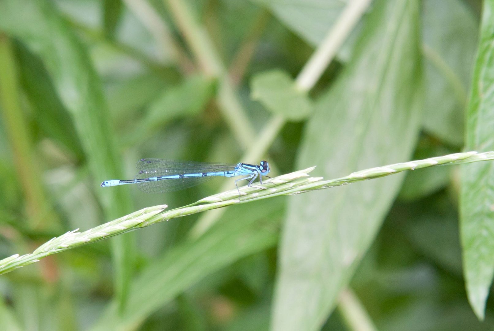 Blaue Libelle