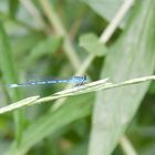 Blaue Libelle