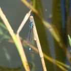 blaue Libelle