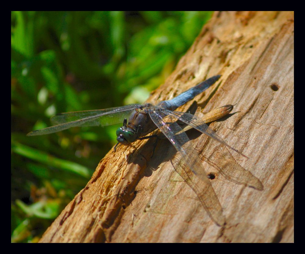 blaue Libelle