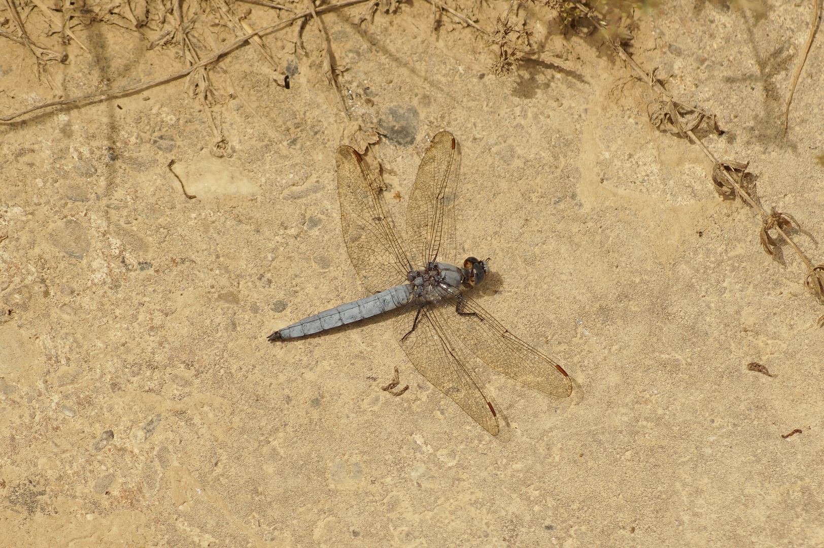 Blaue Libelle