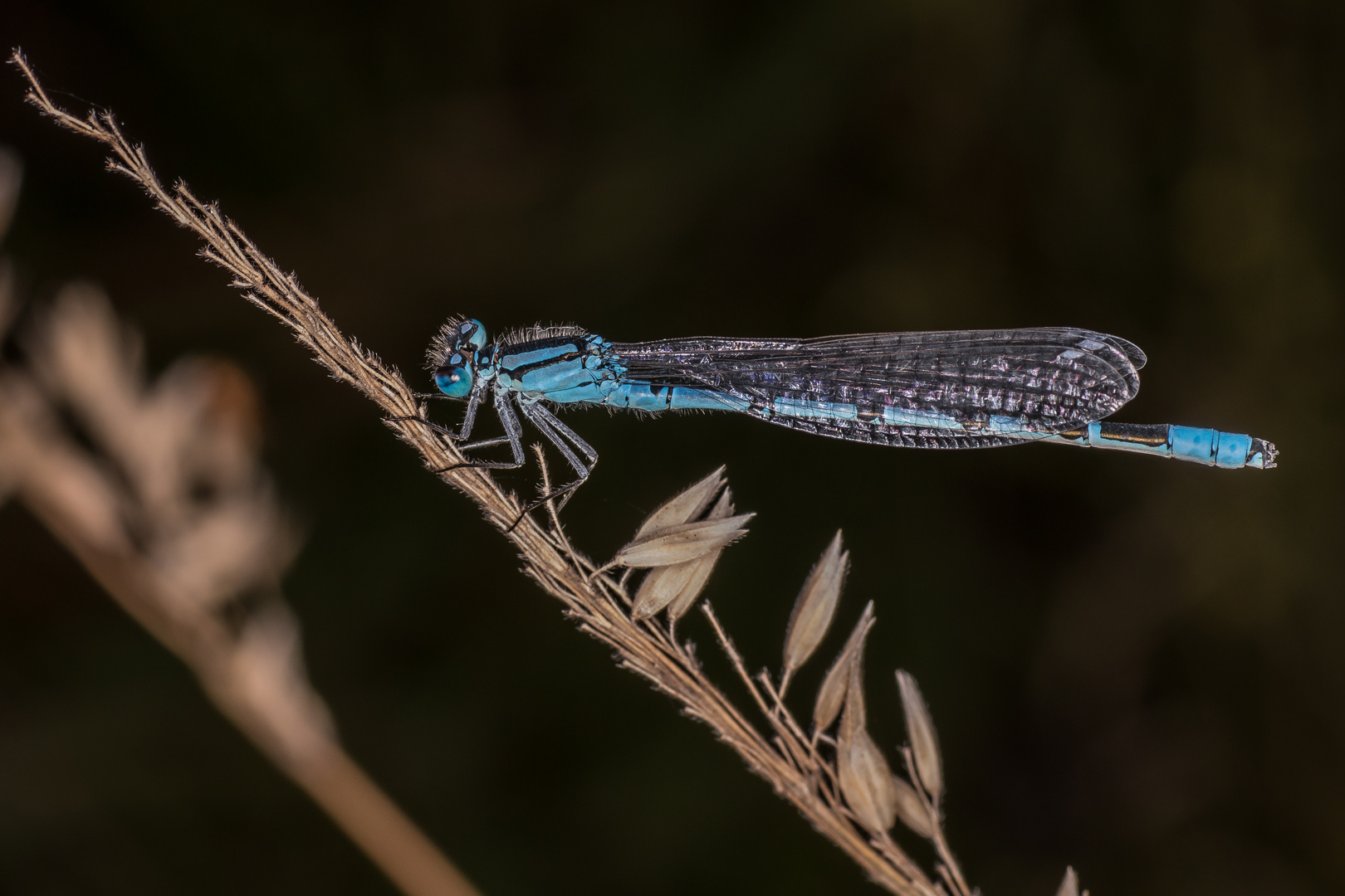 Blaue Libelle