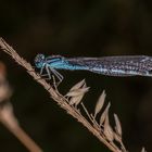 Blaue Libelle