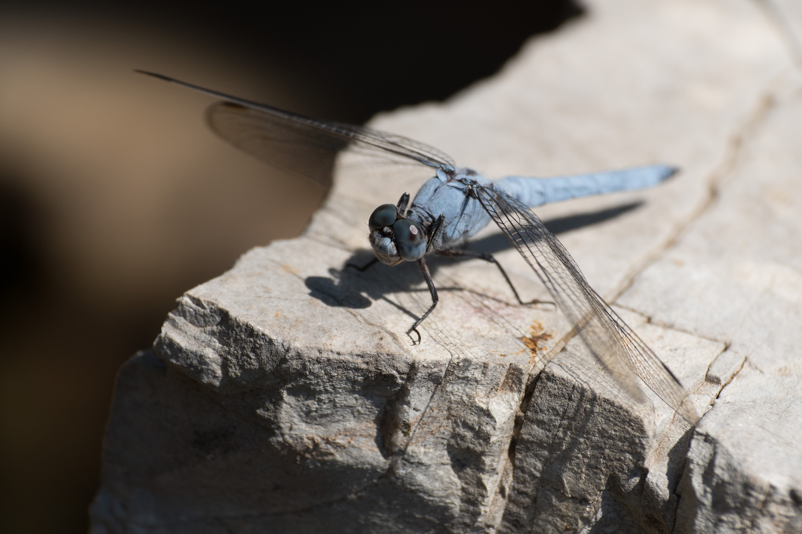 blaue Libelle