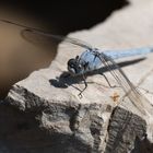 blaue Libelle