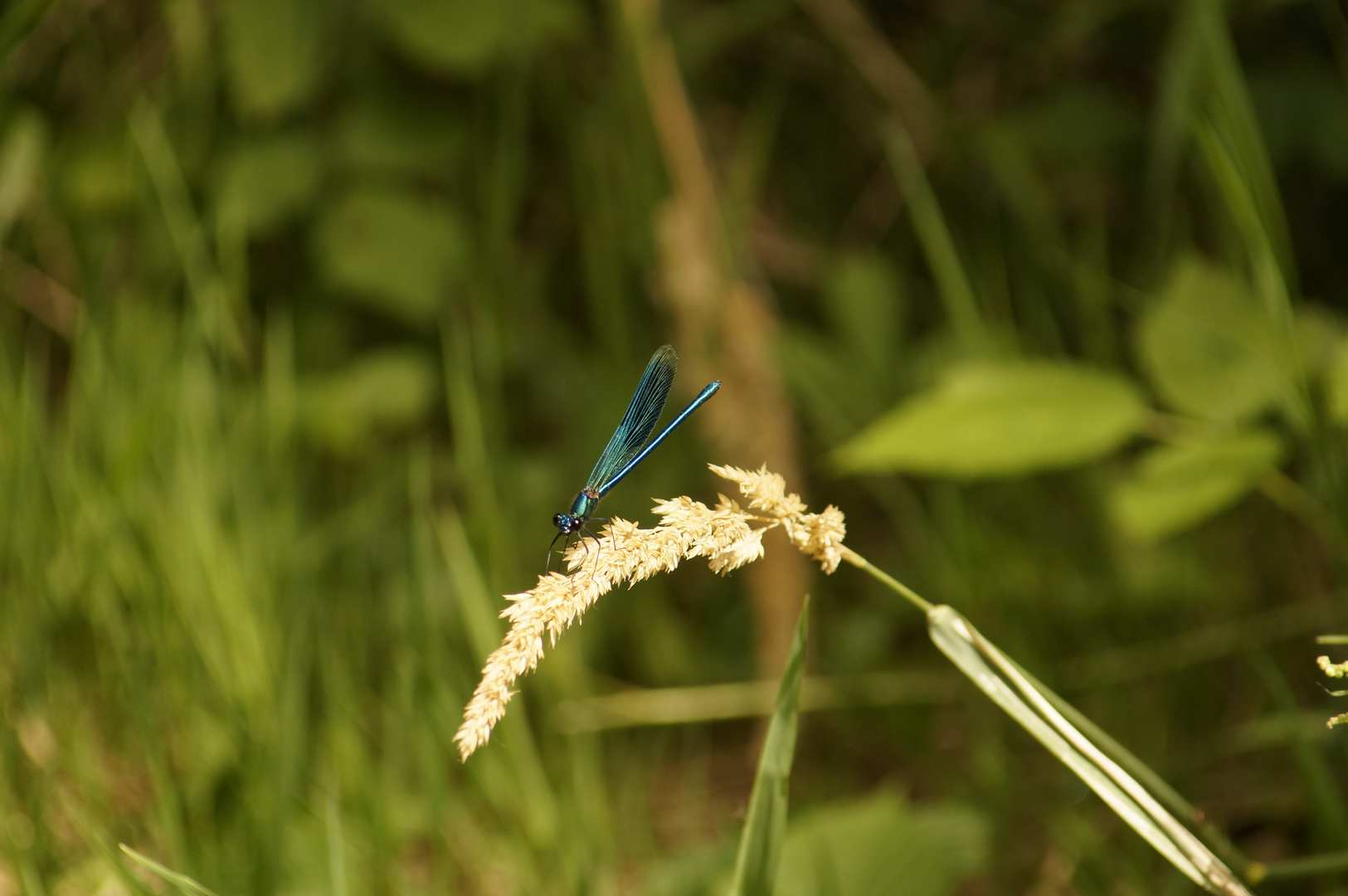Blaue Libelle