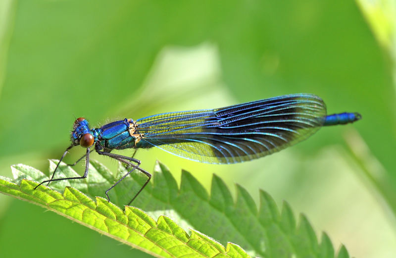 Blaue Libelle