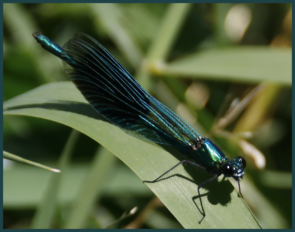 blaue Libelle